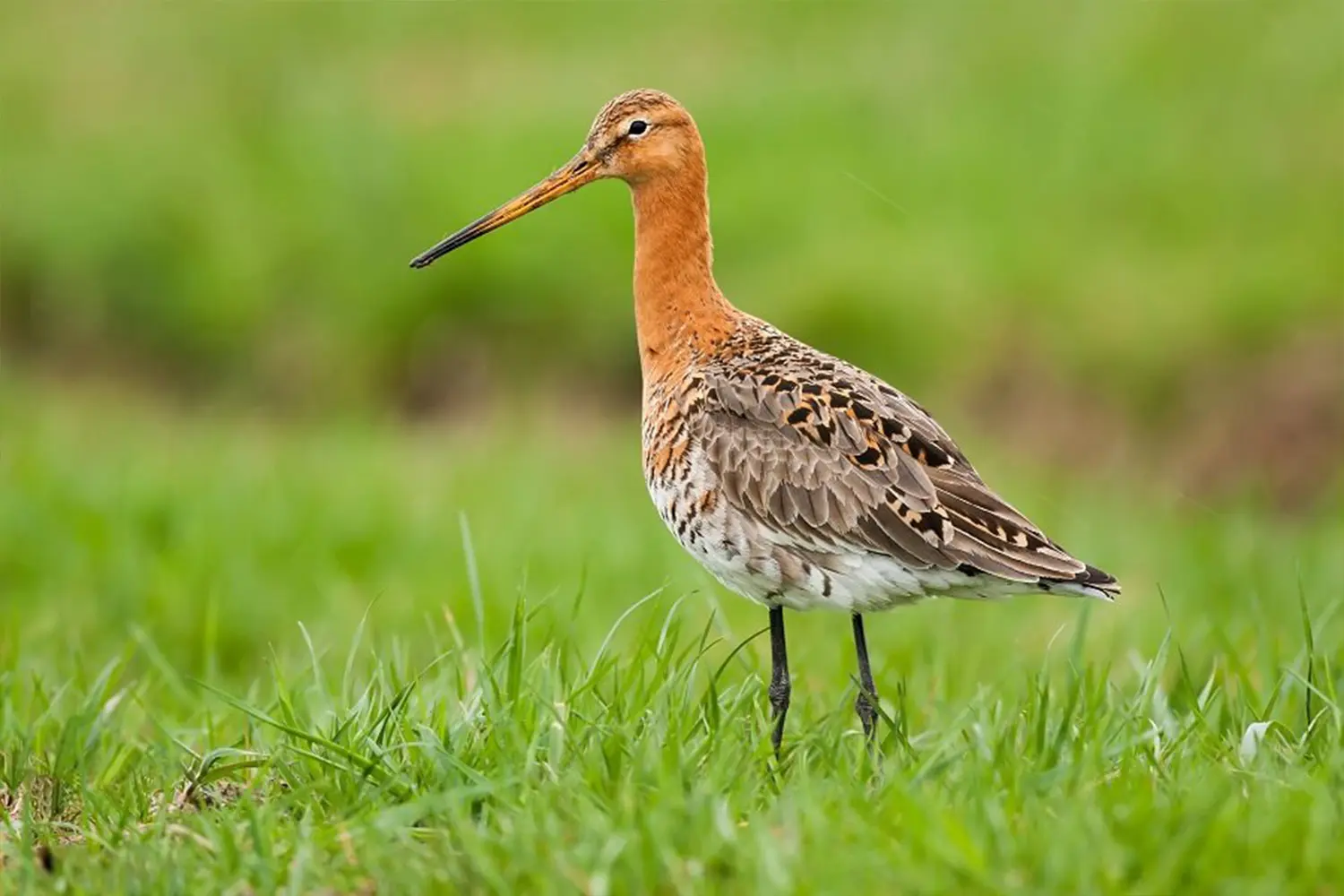 grutto